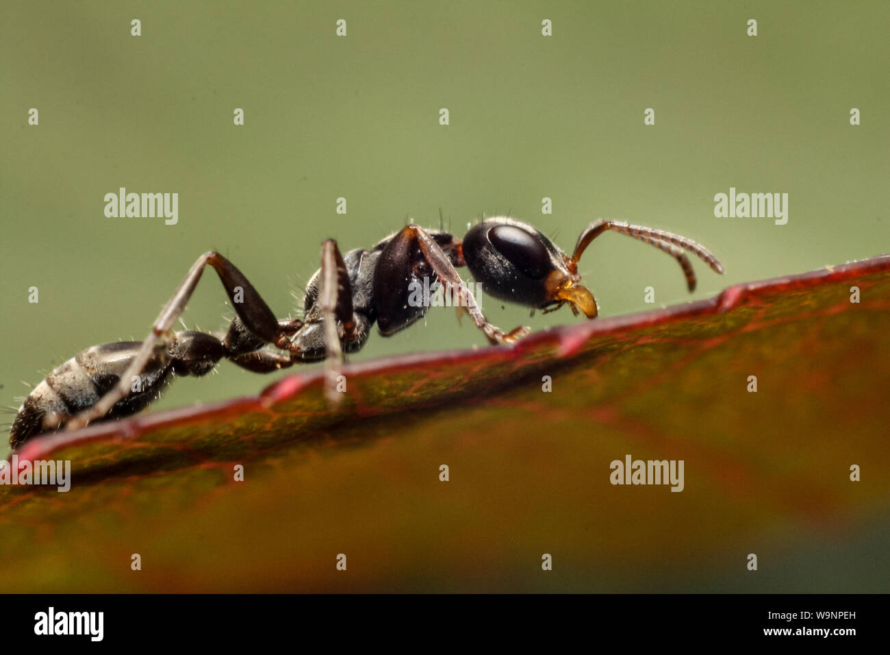 Pseudomyrmex close-up, Insekt auf ein Blatt von einem tropischen Garten in Brasilien Stockfoto