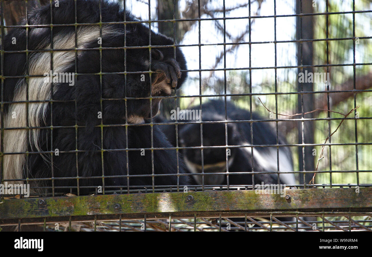Zwei Affen sitzen in einem Käfig im Zoo Stockfoto