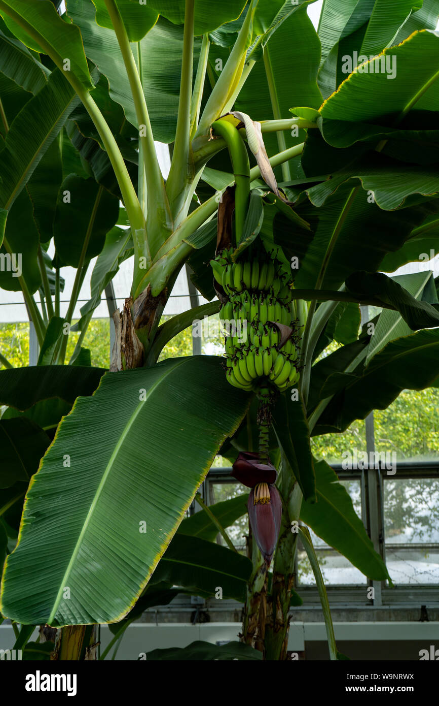 Bananen wachsen Fotos und Bildmaterial in hoher Auflösung Alamy
