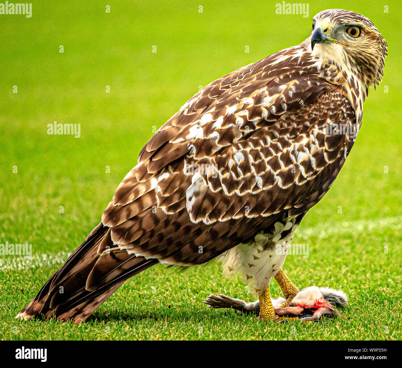 Abendessen - Red tailed Hawk, sich seinen Fang bei der Frauen Fußball-Spiel bei Wilmington, NC. Stockfoto