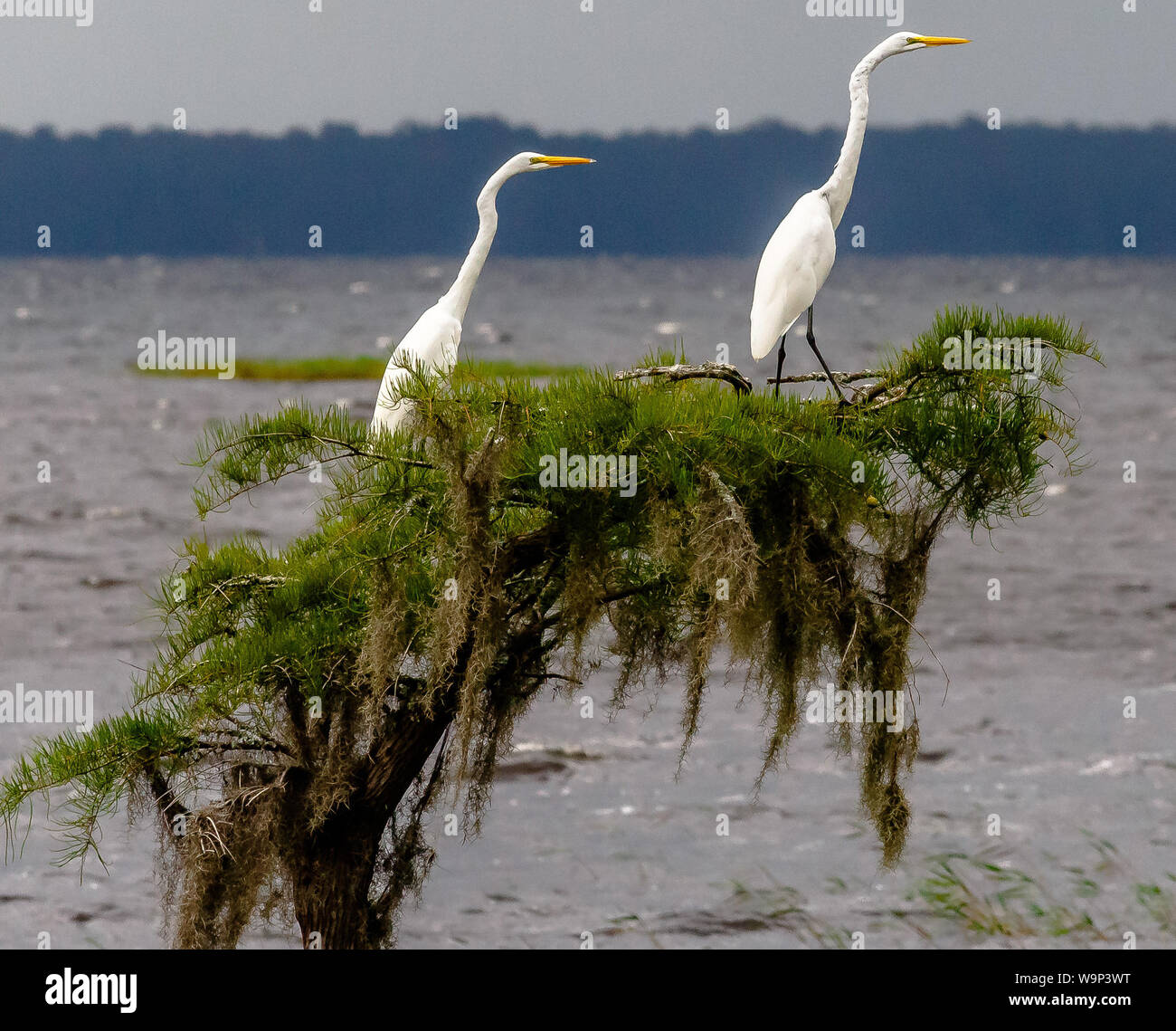 Vantage Point - Zwei große Reiher auf einem Lone Cypress Tree in See Waccamaw, NC während einem bewölkten Nachmittag thront. Stockfoto