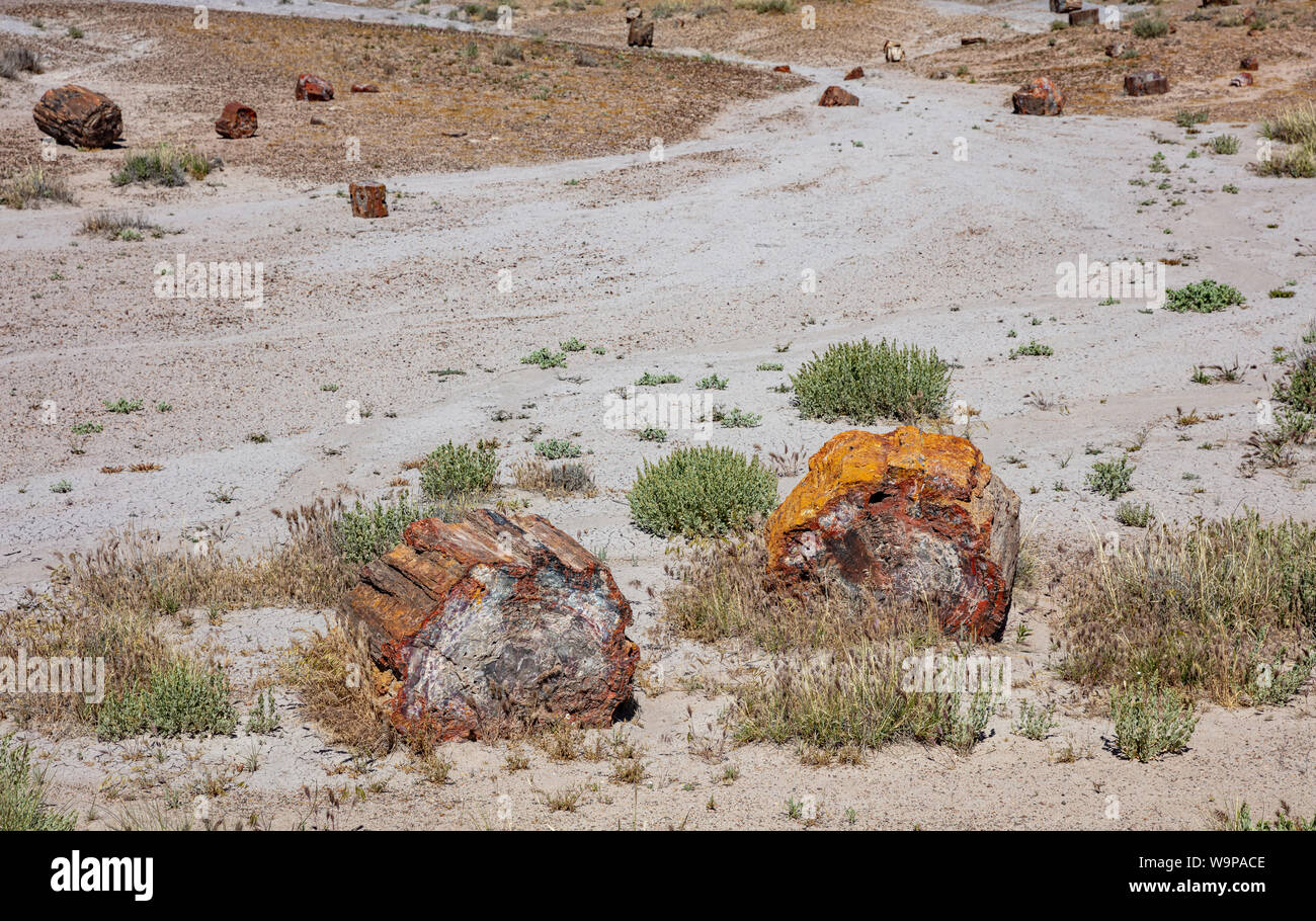 Versteinertes Holz Protokolle, Petrified Forest National Park, Colorado, USA von Amerika. Gemalte Wüste Landschaft, sonniger Frühlingstag Stockfoto