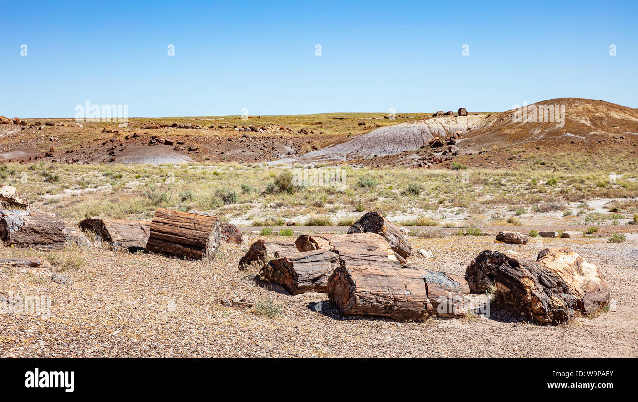 Petrified Forest National Park, Colorado, USA von Amerika. Versteinertes Holz Protokolle, gemalte Wüste Landschaft, sonniger Frühlingstag Stockfoto