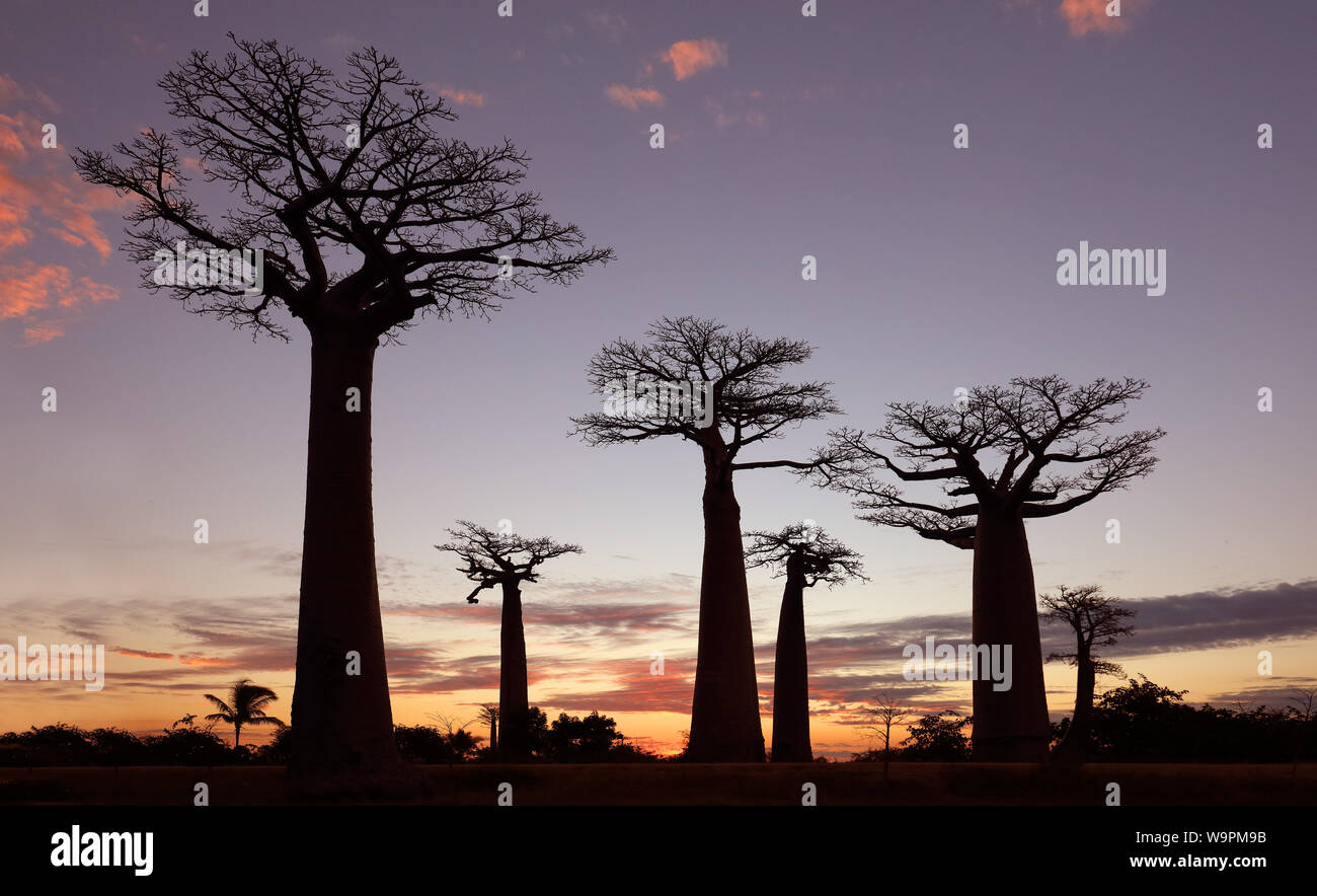 Allee der Baobabs mit dramatischen Himmel bei Sonnenuntergang in der Nähe von Morondava, Madagaskar Stockfoto