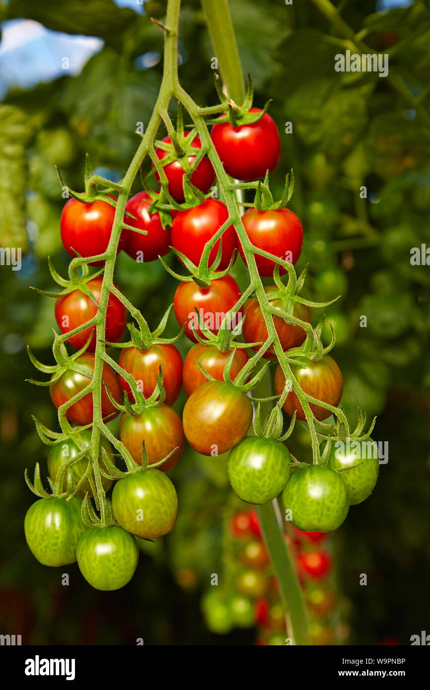 Rote und grüne Tomaten reifen auf der Rebe Stockfoto