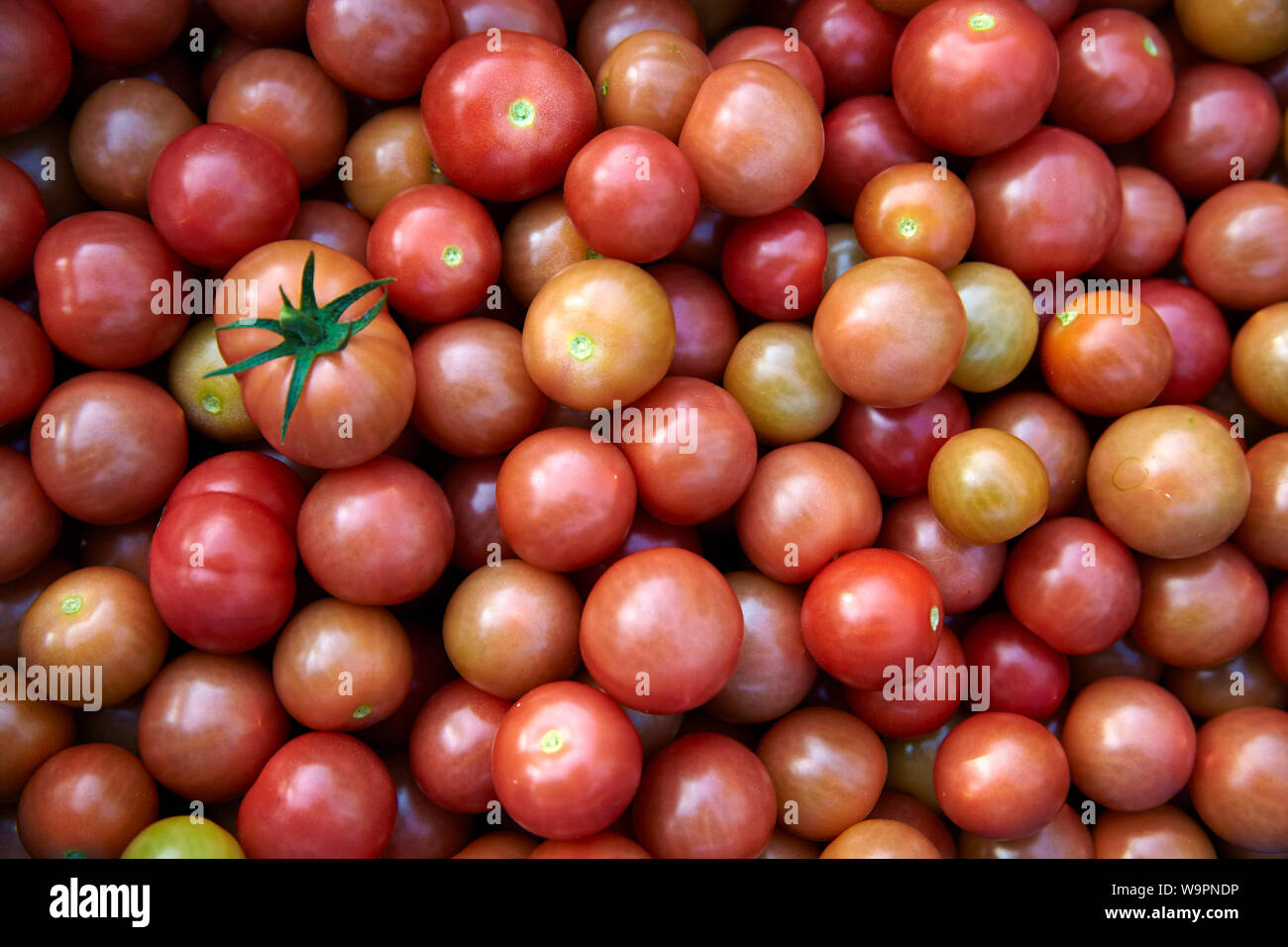 Anzeige von frisch gepflückte rote Tomaten Stockfoto