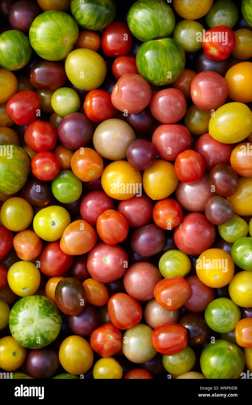 Eine bunte Auswahl an organisch Gewächshaus Tomaten valled 'Wilde Wunder' Stockfoto