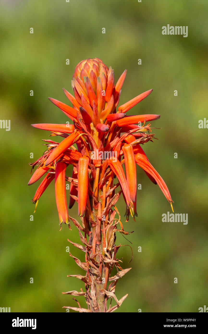 Rote Blume der Aloe Vera Pflanze auf Madeira Stockfoto