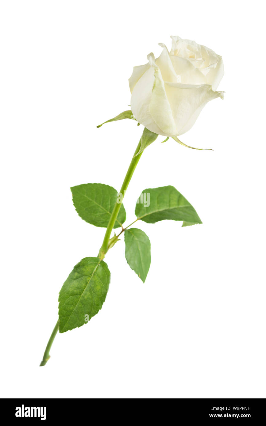 Elegante weiße Rose auf einem langen Stiel mit grünen Blättern auf weißem  Hintergrund, Seitenansicht Stockfotografie - Alamy