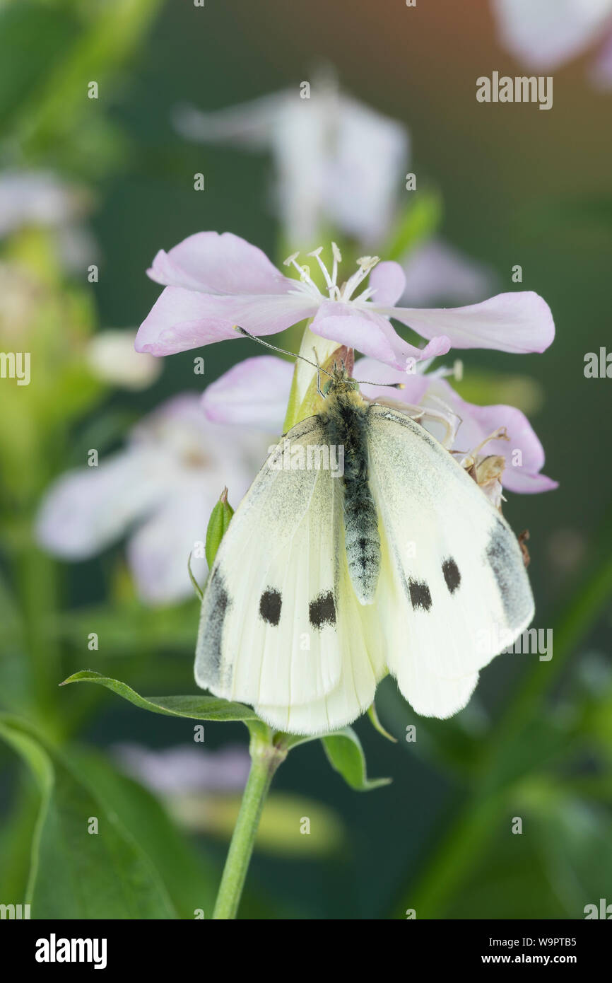 Kleiner Kohlweißling, Kleiner Kohlweissling, Blütenbesuch ein seifenkraut, Kohlweißling, Kohlweissling, Rüben-Wei SSling, Rübenweißling, Weißling, Weissl Stockfoto