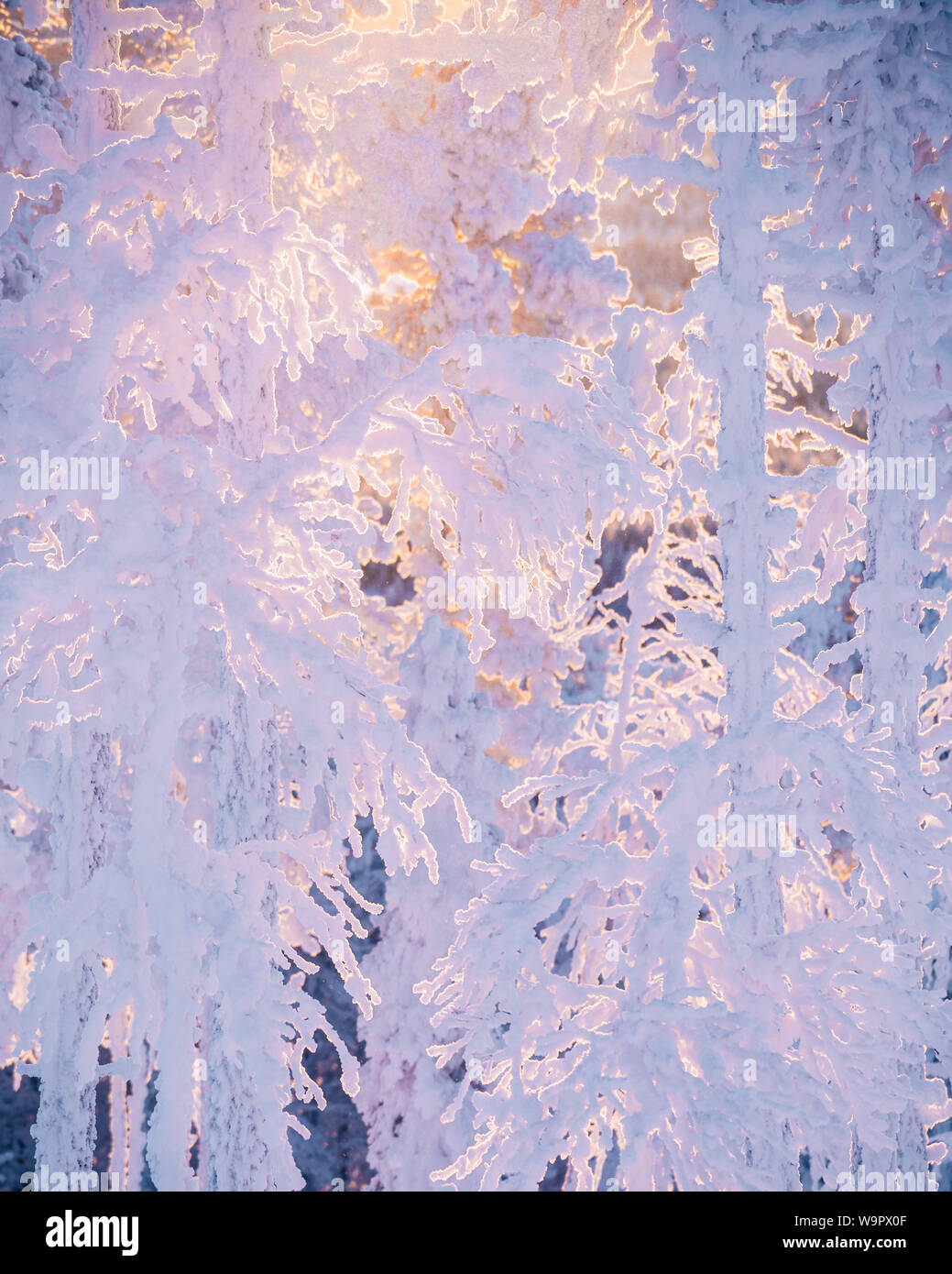 Frost und Schnee bedeckt Bäume in der Taiga aka borealen Wald im Winter gegen Golden Sunset im Skiort Levi in Kittilä, Finnland Stockfoto
