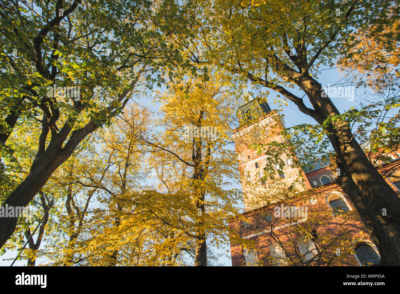 Low Angle View von falllaub und Dom Stockfoto