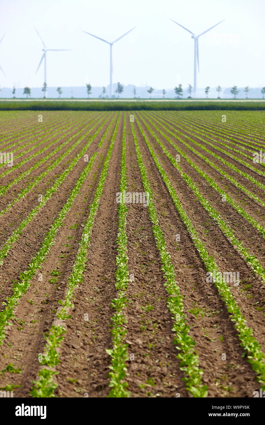Landwirtschaftlichen Grundstück mit vertikalen Reihen der kultivierten Zichorienpflanzen und drei Windkraftanlagen im Hintergrund Stockfoto