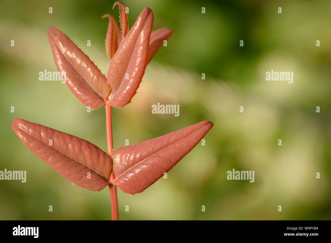 Red Bush Zweig Stockfoto