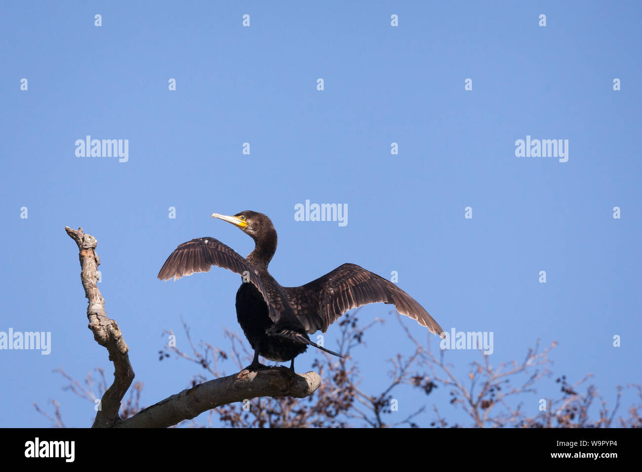 Great Cormorant saß auf einem Zweig, der Flügel auf der Themse Reading trocknete. Stockfoto