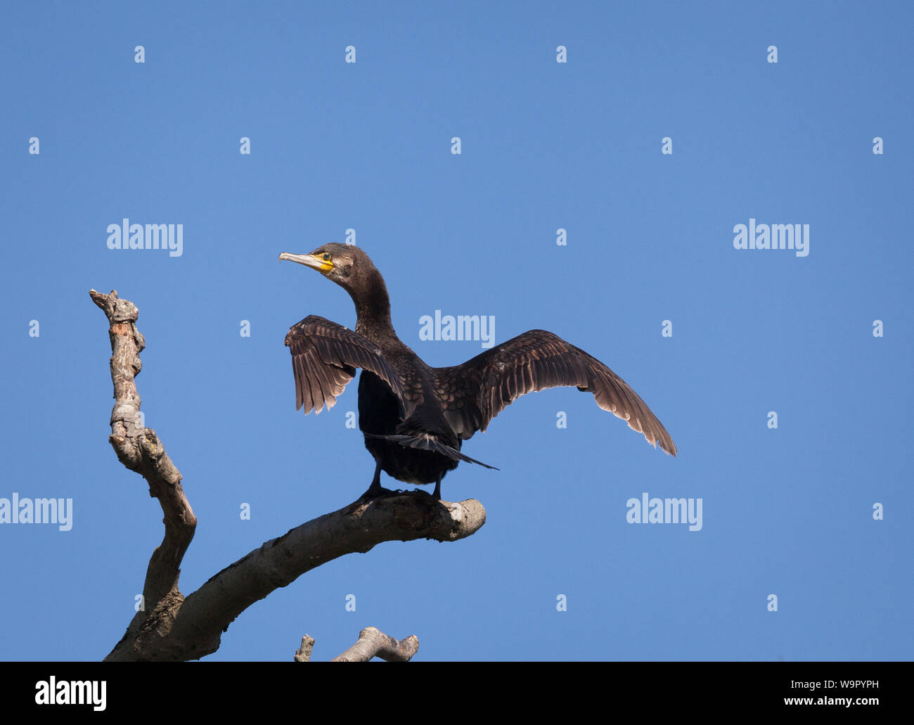 Great Cormorant saß auf einem Zweig, der Flügel auf der Themse Reading trocknete. Stockfoto
