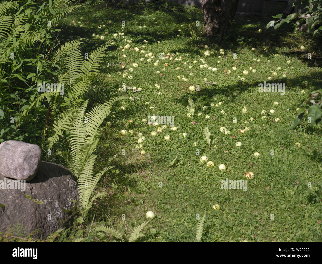 Die äpfel auf den Boden verlassen, Außenaufnahme Stockfoto