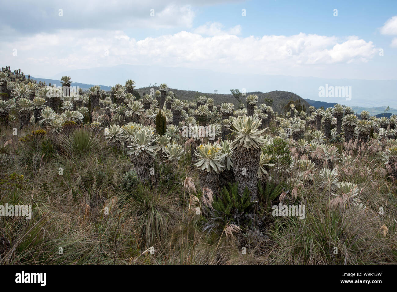 Frailejones oder Espeletia wächst an den Páramo Hochland in die Reserve Ecológica El Angel auf 3800 Metern in den Anden im Norden von Ecuador. Stockfoto