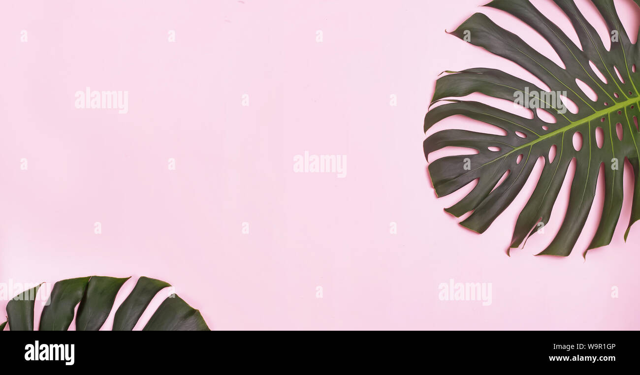 Große grüne Natürliche monstera lant Blätter auf rosa Hintergrund mit Kopie Raum Stockfoto