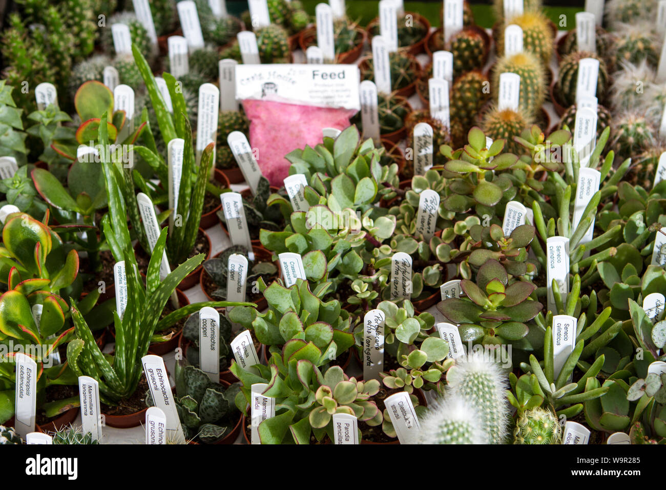 Saftige Steinpflanze Stockfotos und bilder Kaufen Alamy