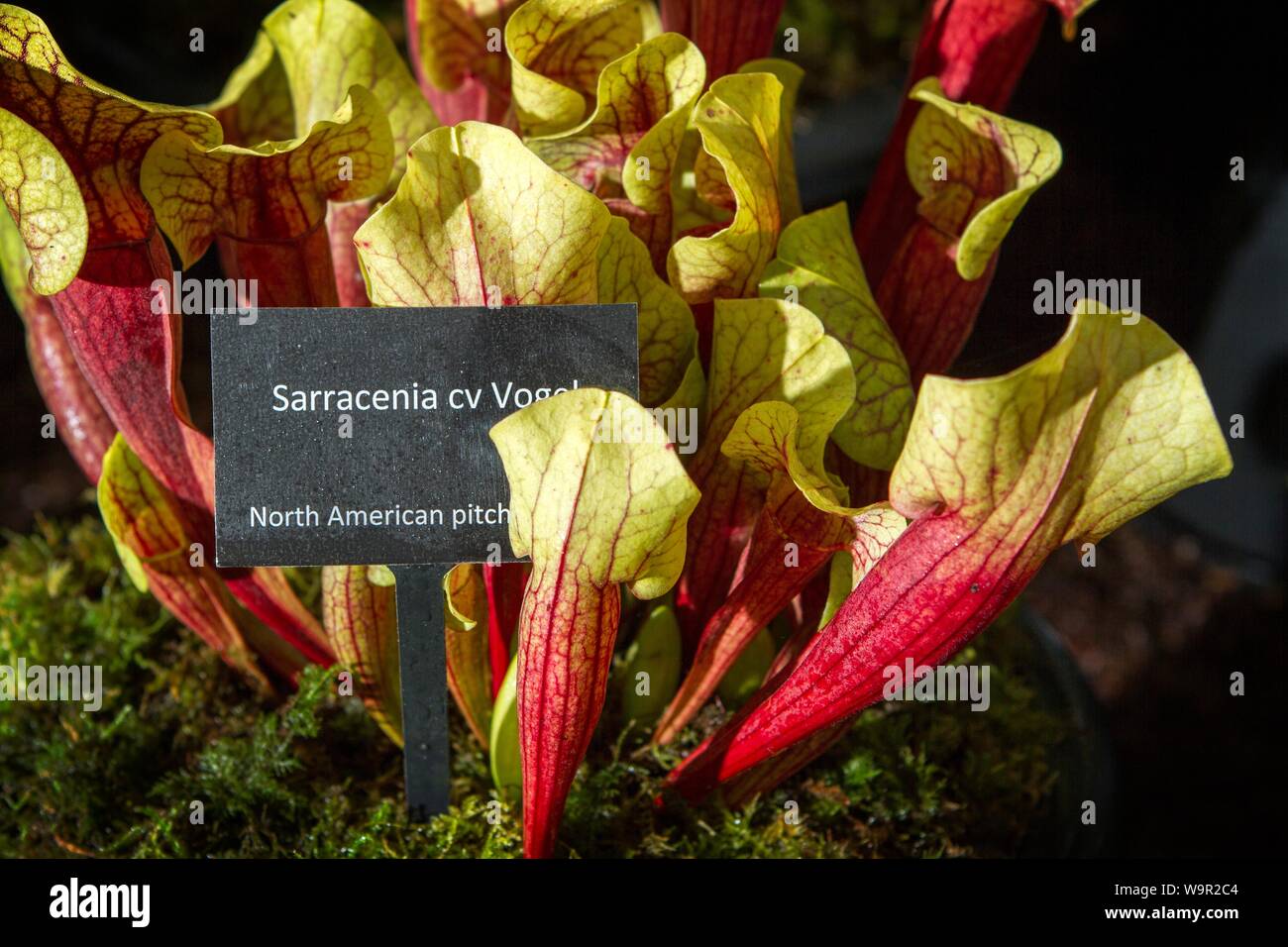 Sarracenia cv Vogel; nordamerikanische Kannenpflanze. Dunkelrote Krug mit offener gelber Oberseite und Etikett. Stockfoto