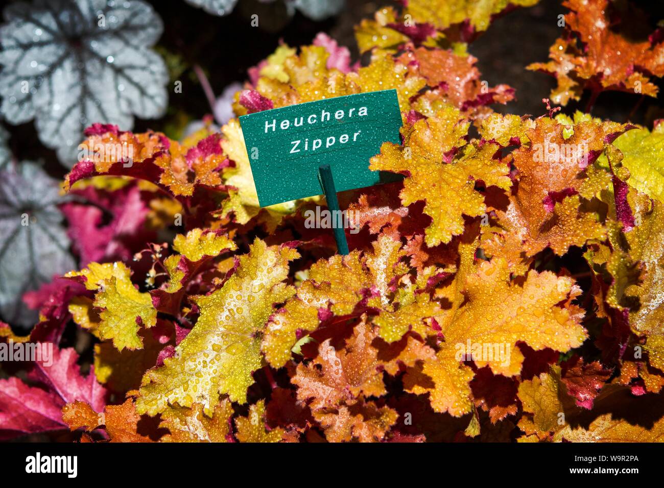 Heuchera Reißverschluss pflanzen Blatt Blätter Garten Gartenbau Stockfoto