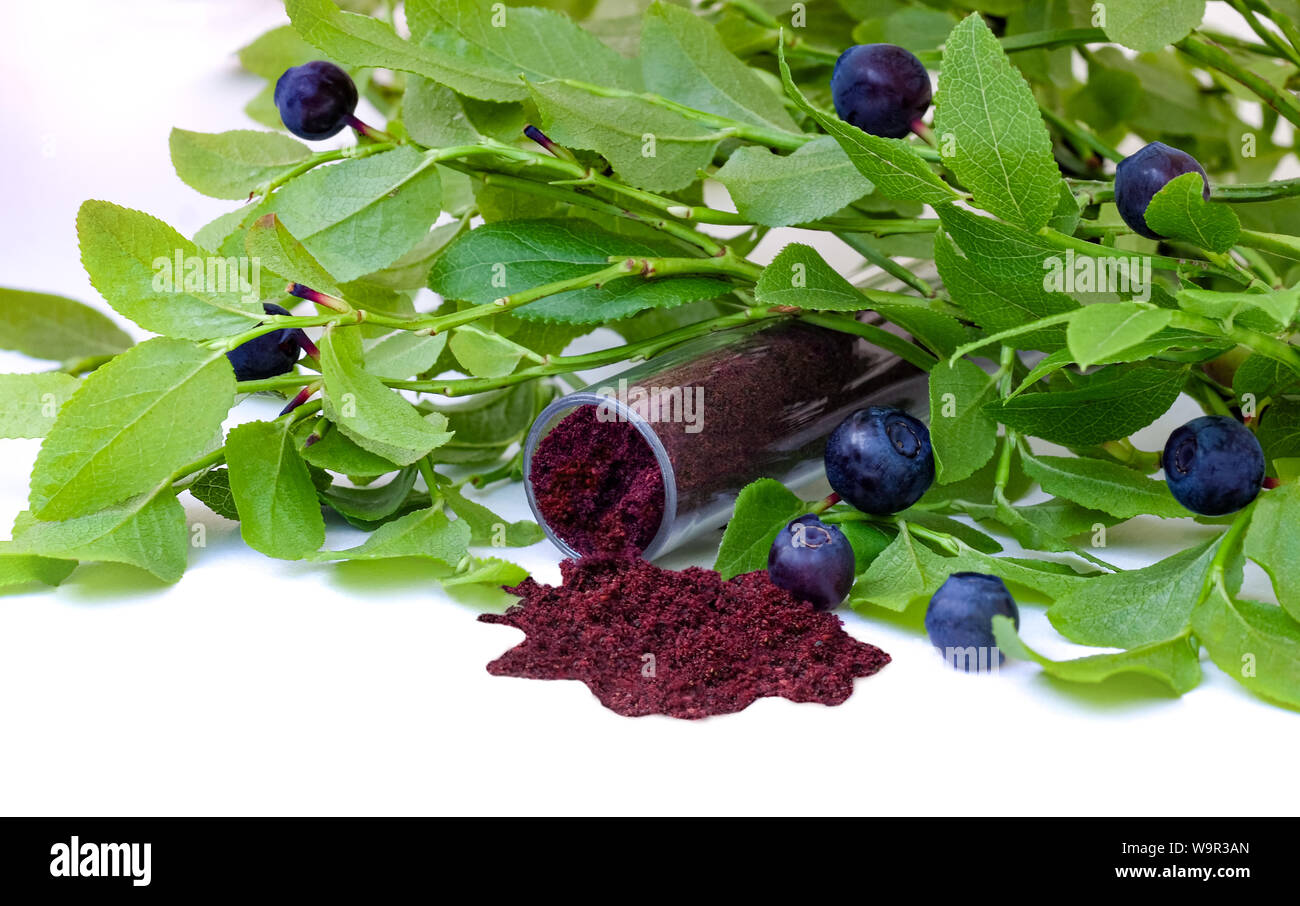 Gefriergetrocknete Nordic blueberry Pulver und Frische reichen Beeren und Blätter Stockfoto
