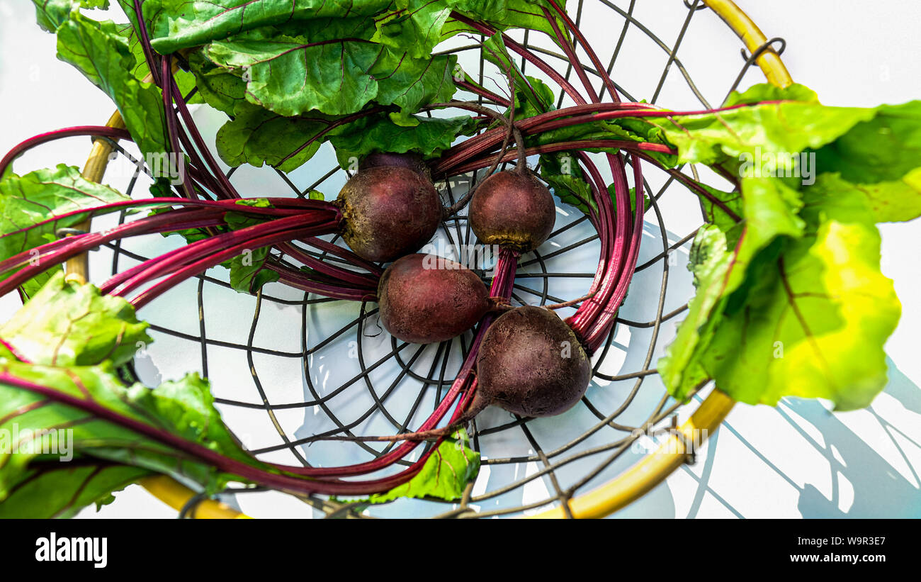Rote Bete ist eine reiche Quelle von Tryptophan und Folsäure. Rote Rüben mit Blättern im Warenkorb Ansicht von oben Stockfoto