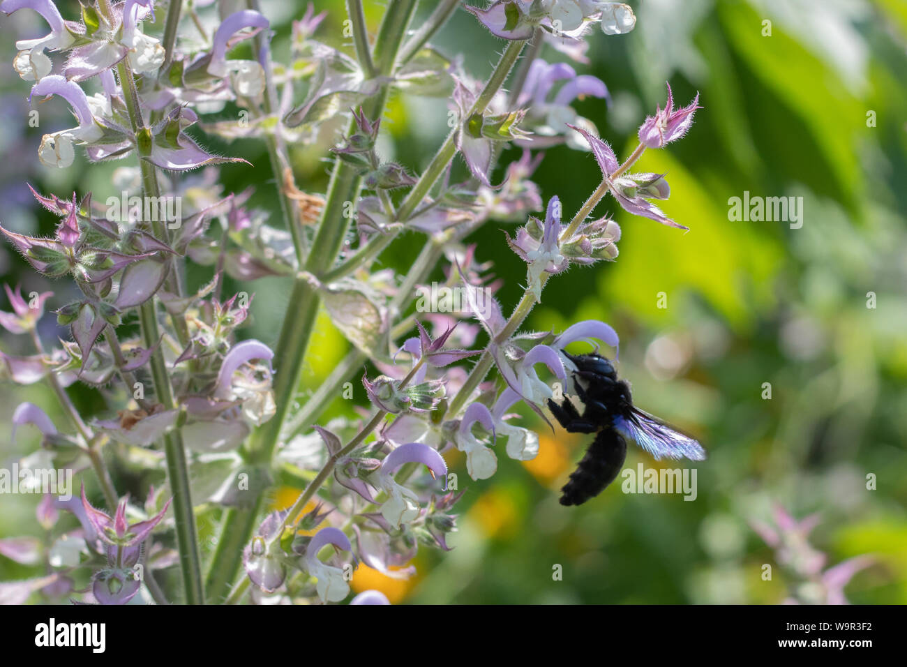 Eine schwarze Wespe sammelt Nektar von Blütenpflanzen. Insekt Stäube Blumen. Wasp im Flug gefilmt. Stockfoto