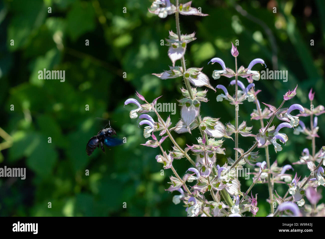 Eine schwarze Wespe sammelt Nektar von Blütenpflanzen. Insekt Stäube Blumen. Wasp im Flug gefilmt. Stockfoto