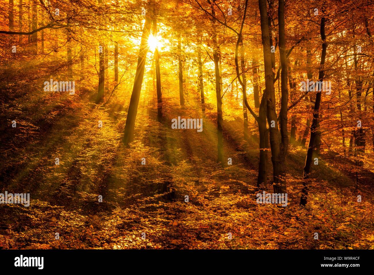 Morgen Dunst im Herbst Wald, goldenes Licht, Sonne scheint durch Herbstlaub, Harz, Sachsen-Anhalt, Deutschland Stockfoto Morgen Dunst im Herbst Wald, goldenes Licht, Sonne scheint durch Herbstlaub, Harz, Sachsen-Anhalt, Deutschland Stockfoto