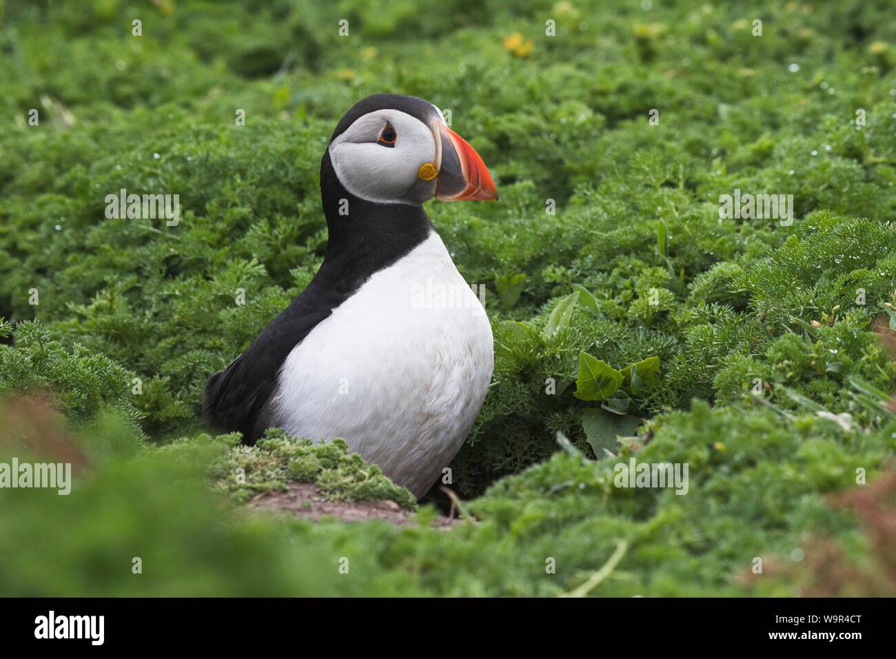 Papageitaucher (Fratercula arctica), in seiner Höhle, skomer Island, Pembrokeshire Coast National Park, Wales, Vereinigtes Königreich Stockfoto