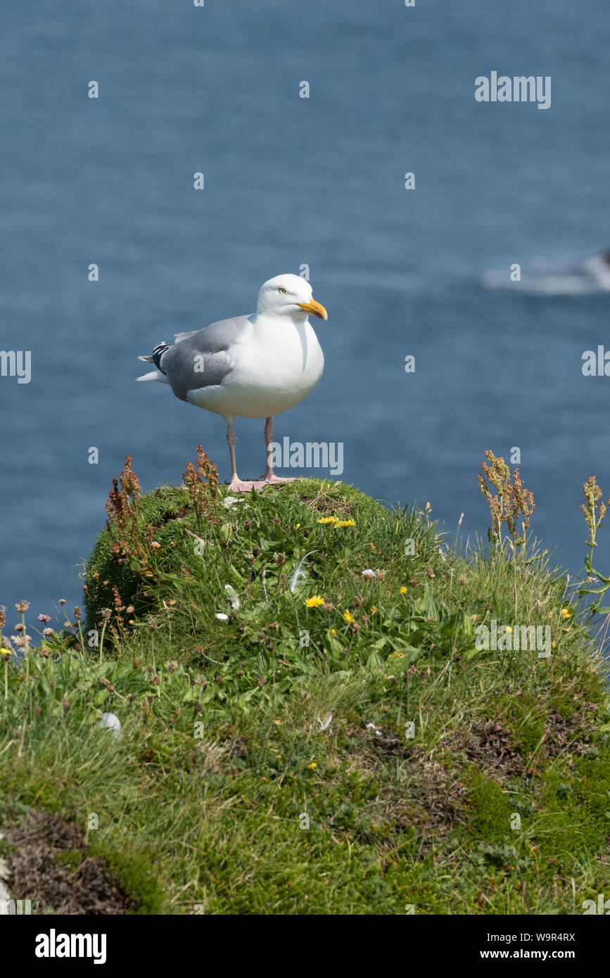 Silbermöwe (Larus argentatus) auf Handa Island, Schottland, Großbritannien Stockfoto