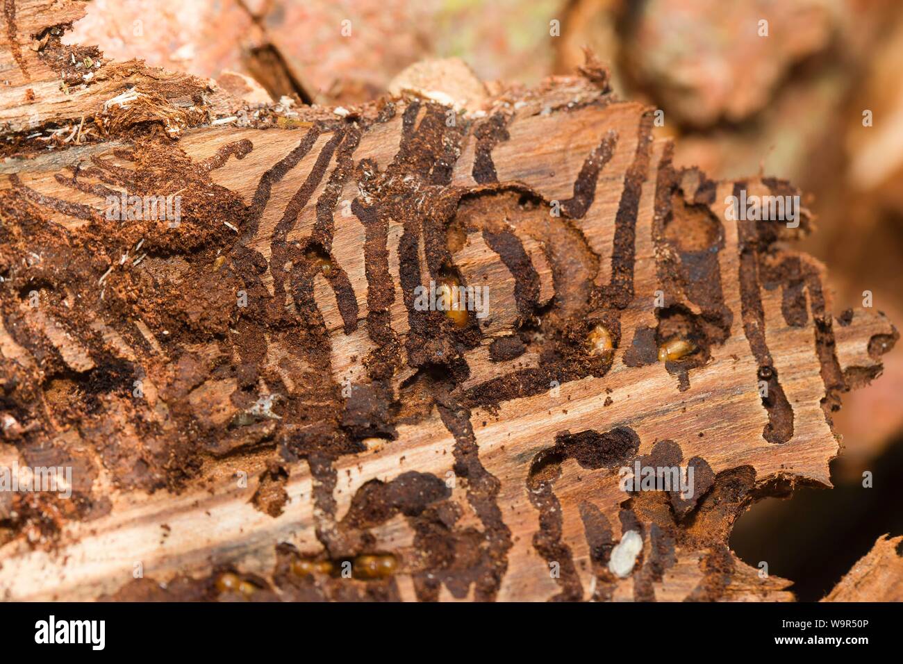 Borkenkäfer (Scolytinae) unter der Rinde von einem Baumstamm, Baum, Schädlingsbekämpfung, Österreich Stockfoto
