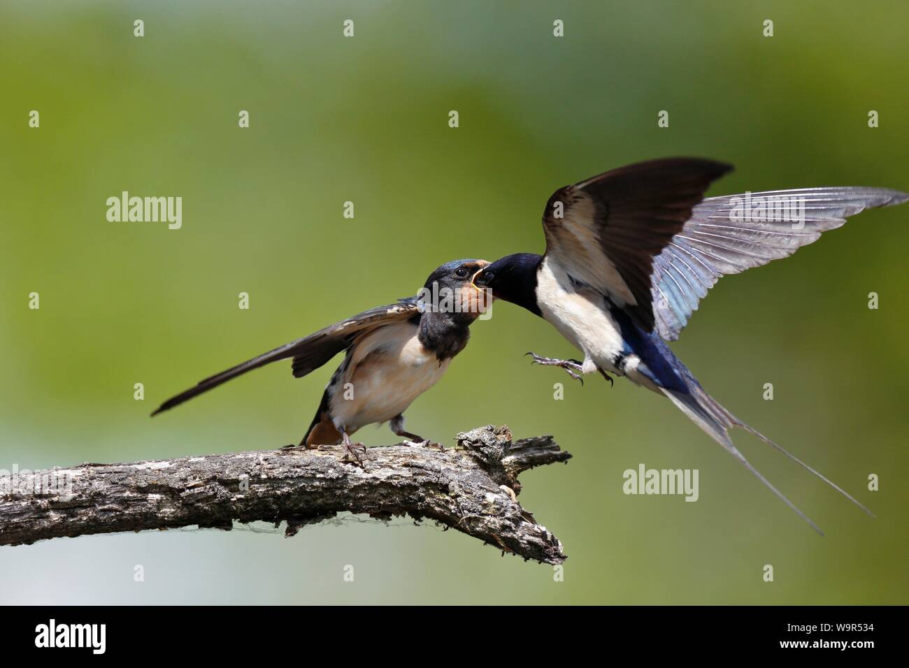 Rauchschwalbe (Hirundo rustica), alte Tier füttert jungen Jungen auf einem Zweig in Ansatz, Naturpark Peental, Mecklenburg-Vorpommern, Deutschland Stockfoto