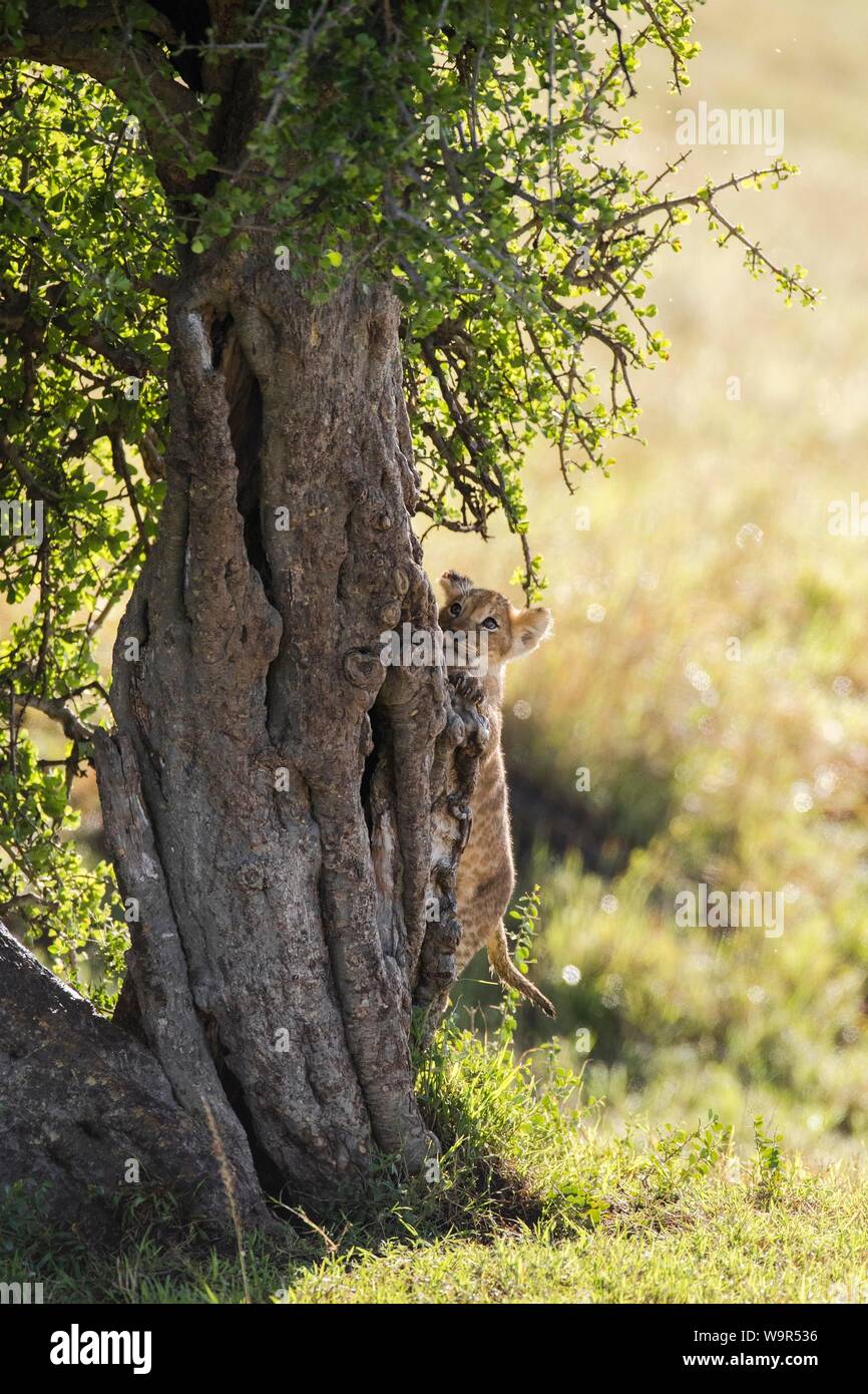 Lion Cub (Panthera leo) klettern auf einen Baum, Masai Mara National Reserve, Kenia Stockfoto