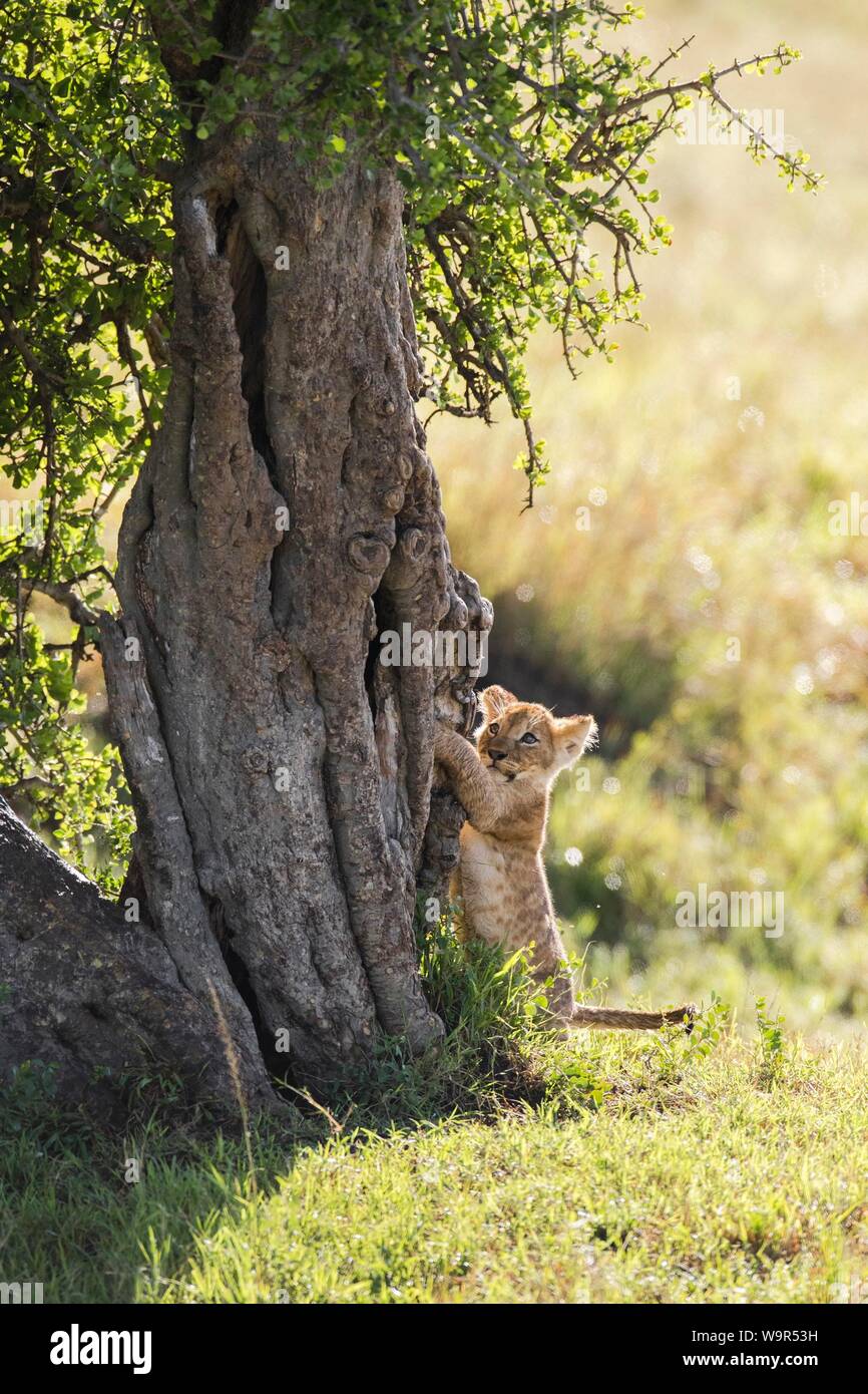 Lion Cub (Panthera leo) klettern auf einen Baum, Masai Mara National Reserve, Kenia Stockfoto