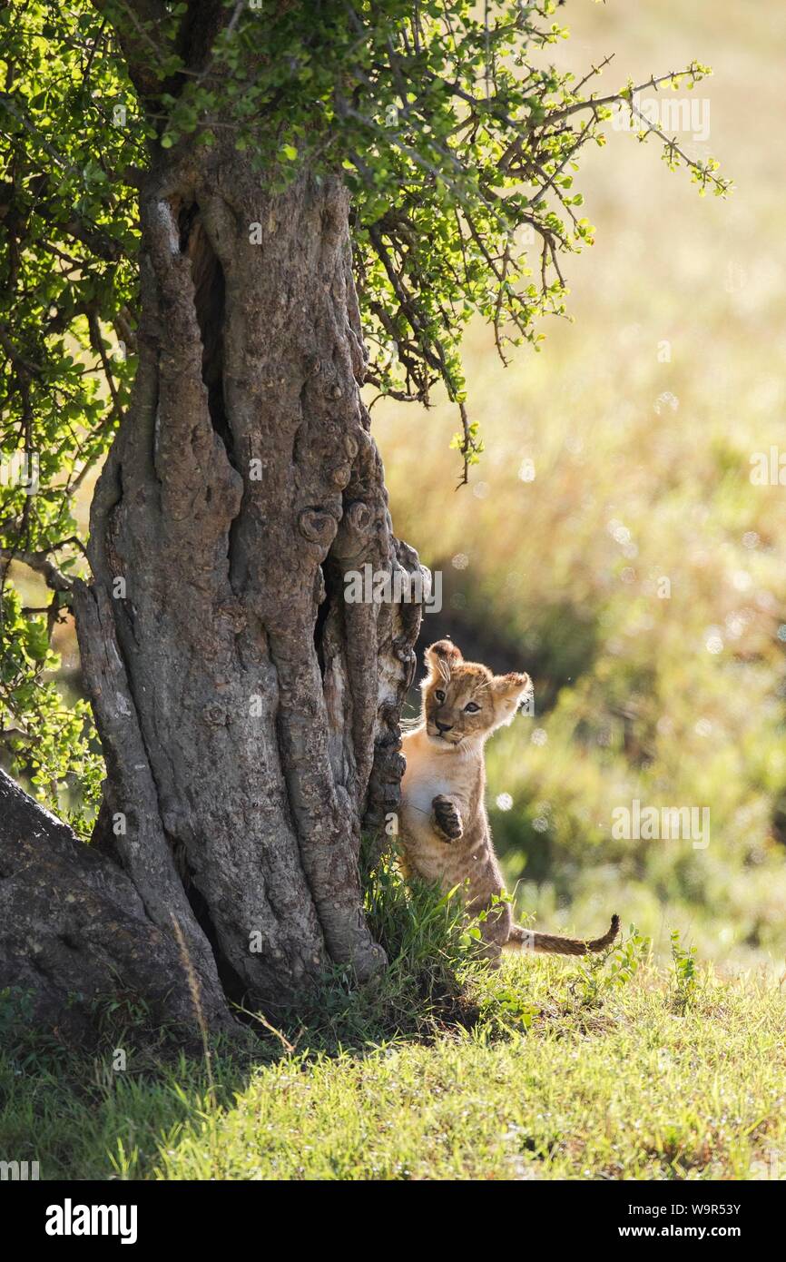Lion Cub (Panthera leo) klettern auf einen Baum, Masai Mara National Reserve, Kenia Stockfoto