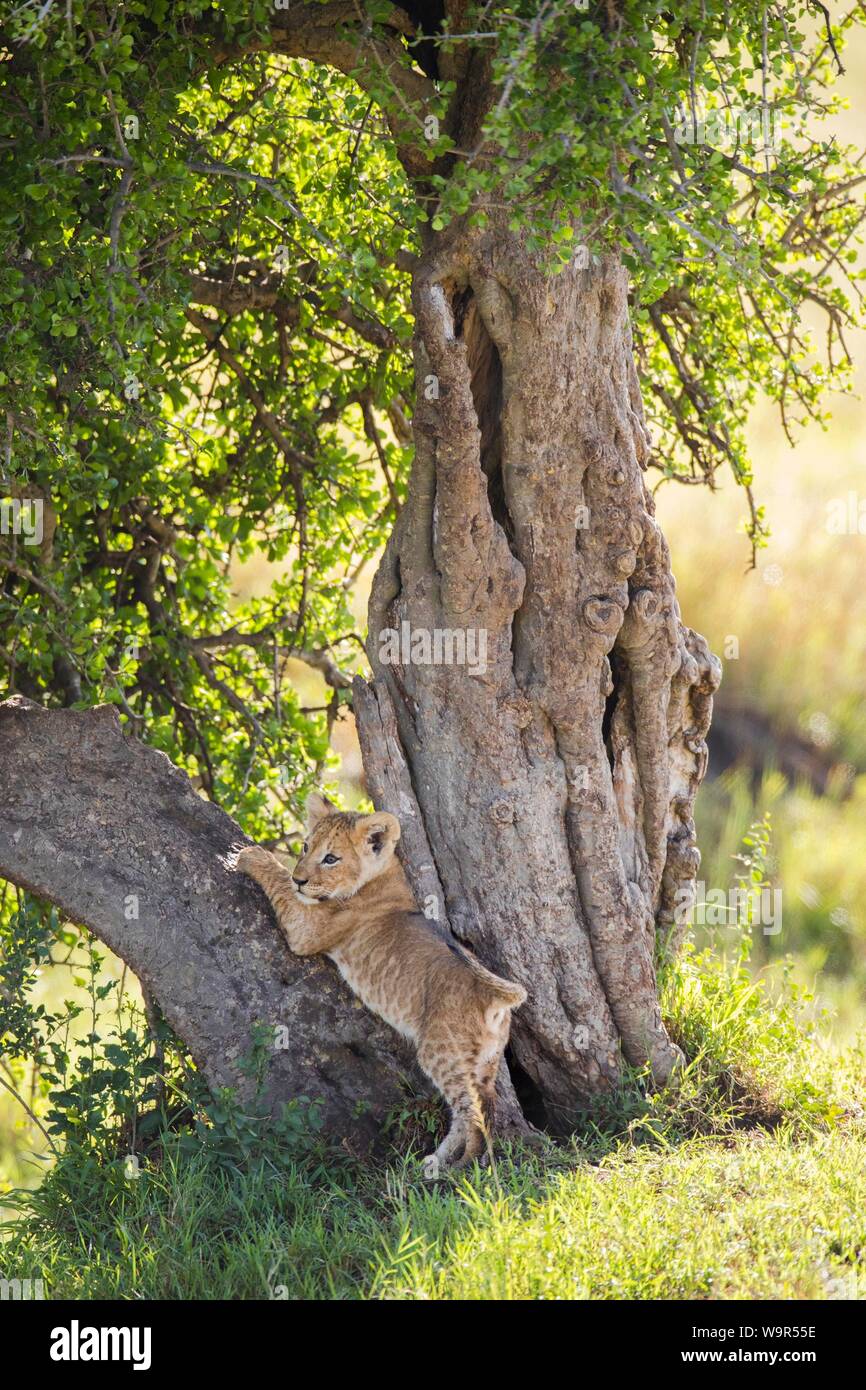 Lion Cub (Panthera leo) klettern auf einen Baum, Masai Mara National Reserve, Kenia Stockfoto