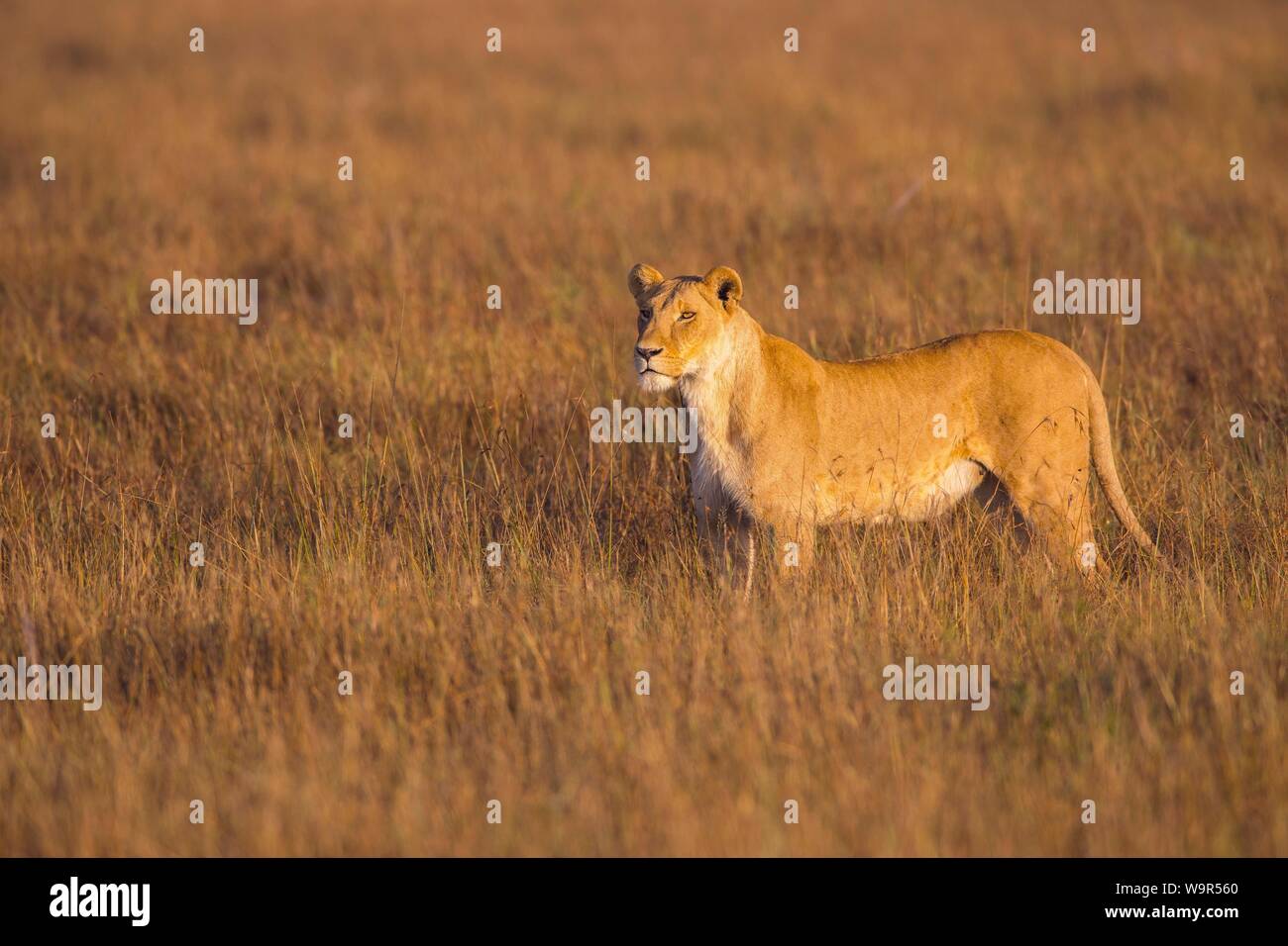 Löwin (Panthera leo) steht im hohen Gras, Masai Mara National Reserve, Kenia Stockfoto