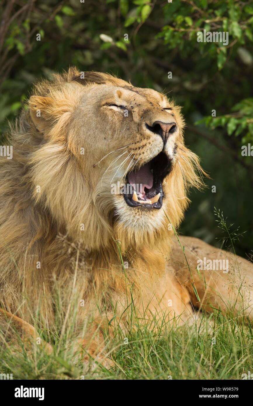 Afrikanischer Löwe (Panthera leo), männlich, Gähnen, liegend im Gras, Tier Portrait, Masai Mara National Reserve, Kenia Stockfoto