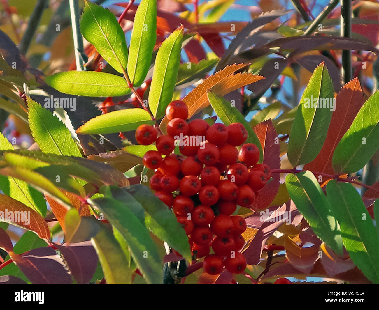 Beeren der Eberesche auf der Bush. Tundra Beeren Stockfoto