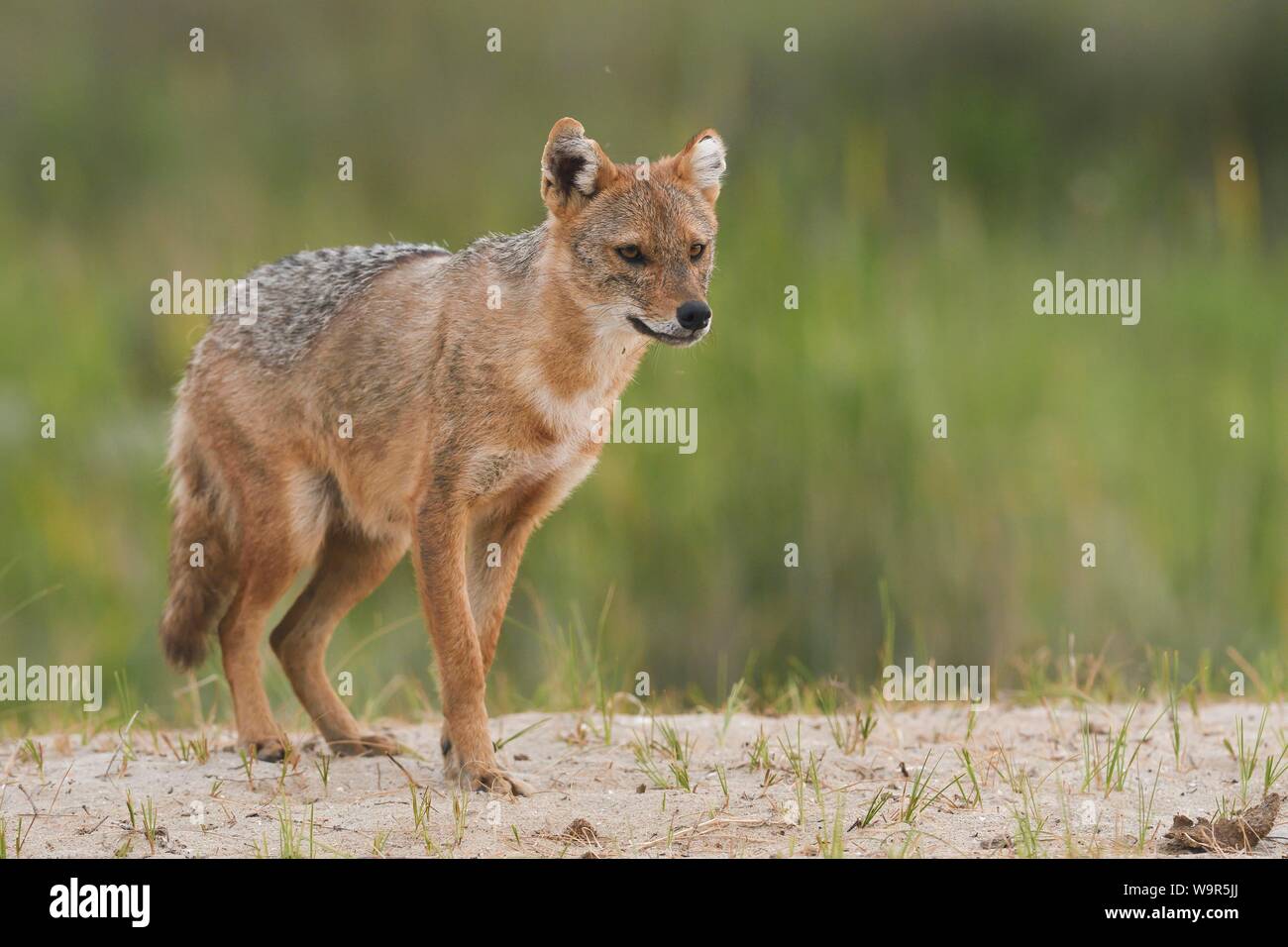 Golden Schakal (Canis aureus), Donaudelta, Rumänien Stockfoto