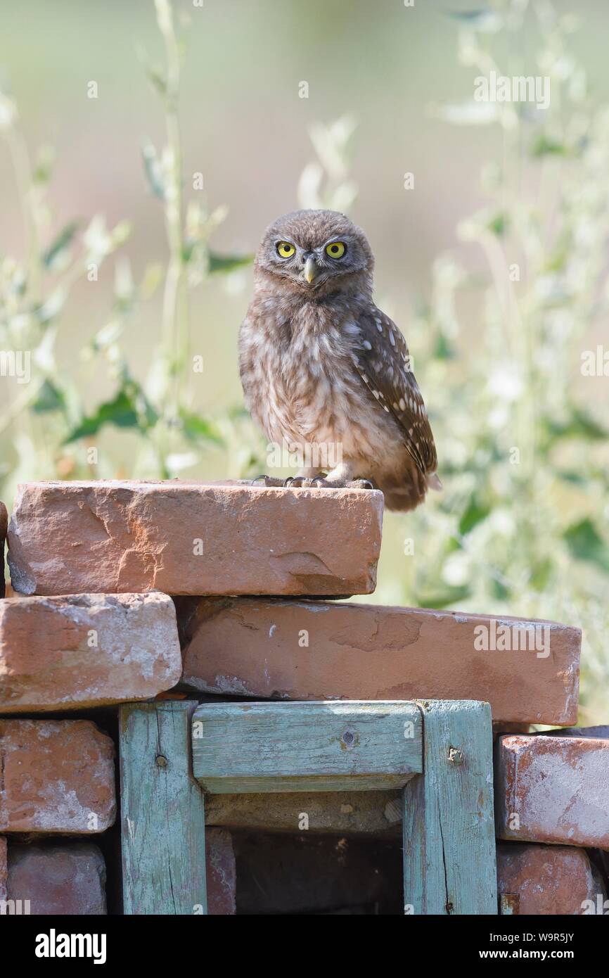 Steinkauz (Athene noctua), jungen Vogel stand auf einer Mauer, Donaudelta, Rumänien Stockfoto