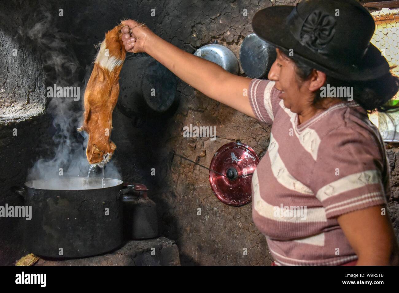 Lokale Frau holding Cuy, riesige Meerschweinchen über Topf mit kochendem Wasser für Depilation, Vorbereitung zur Vorbereitung auf die traditionellen Cuy Teller, Cusco, Peru Stockfoto