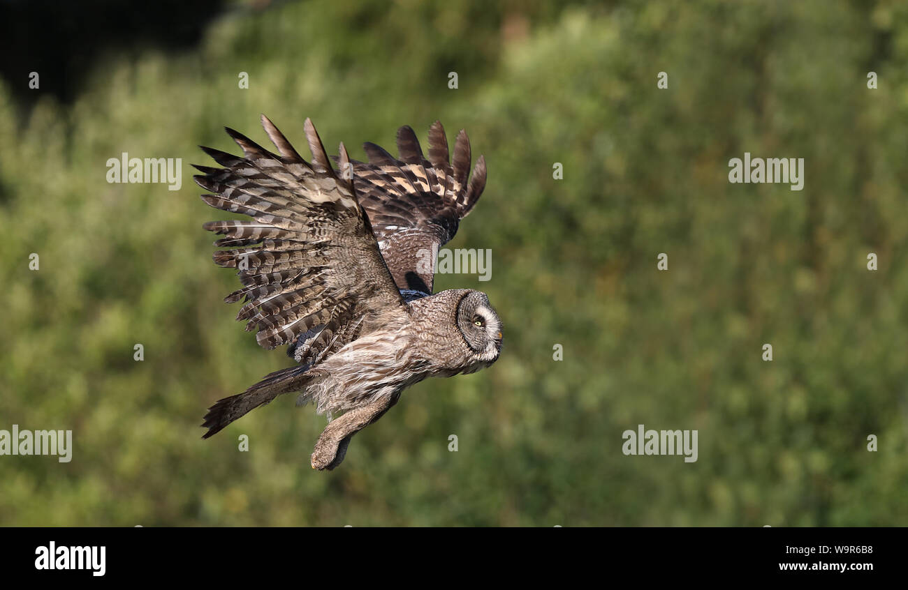 Große graue Eule, Strix nebulosa / fliegende Eule Stockfoto