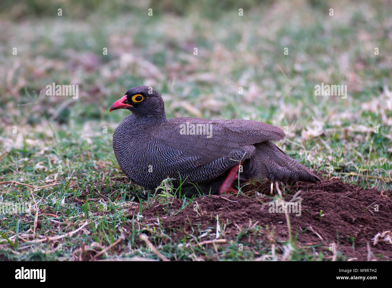 Pternistis adspersus Fotos und Bildmaterial in hoher Auflösung Alamy
