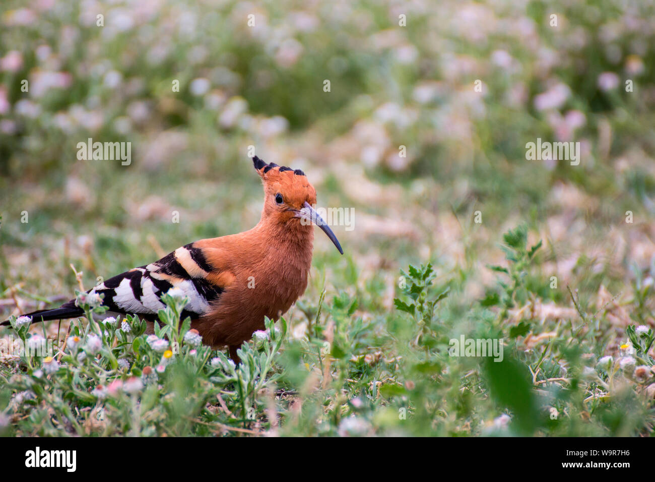 Afrikanischer Wiedehopf, Namibia, Afrika, (Upupa epops) Stockfoto