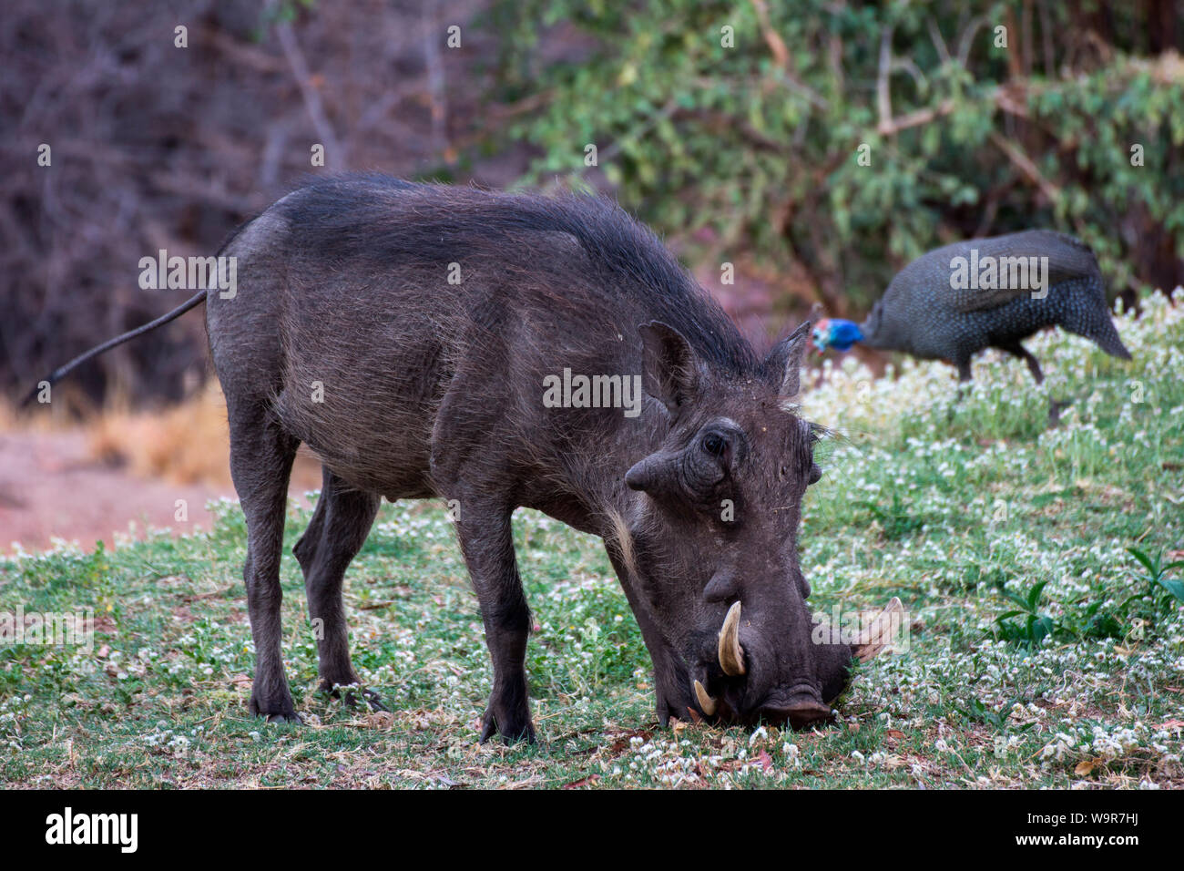 Warzenschwein, Namibia, Afrika, (Phacochoerus africanus) Stockfoto