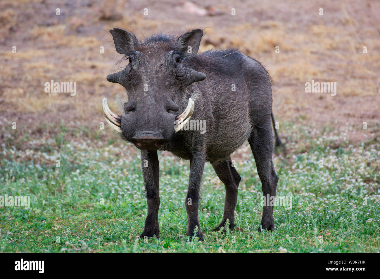 Warzenschwein, Namibia, Afrika, (Phacochoerus africanus) Stockfoto